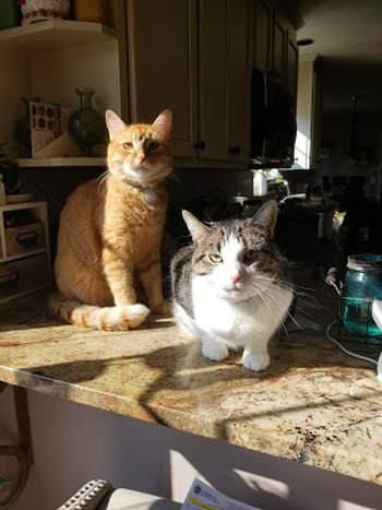 Two cats sitting on countertop
