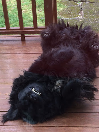 Dog on porch laying on its back