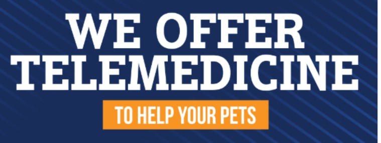 We offer telemedicine to help your pets